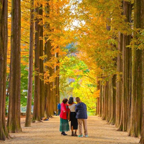 Tour Hàn Quốc 6N5Đ: Busan – Gyeongju – Seoul – Đảo Nami