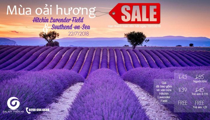 hichin-lavender-offer-2018